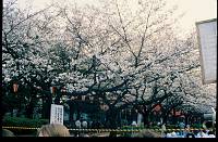 japan021 