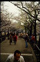 japan037 