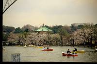 japan038 