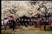 japan059 