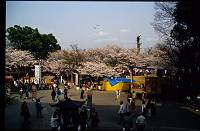 japan129 