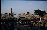 japan131 