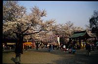 japan138 