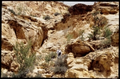 capitolreef0291