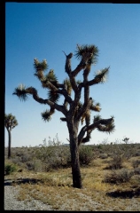 joshuatreeNP0486