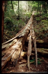 muirwoods0053