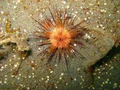 IMG_2440 Fire Urchin