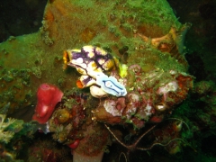 IMG_2464 Chromodoris Lochi