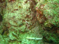 IMG_2469 Nembrotha Chamberlaini