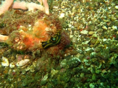 IMG_2501 Tambja Gabrielae