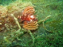 IMG_2737 Twinspot Lionfish
