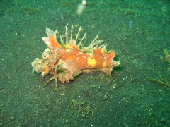 IMG_2747 Devil Scorpionfish