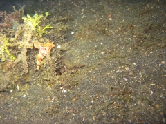 IMG_2781 Slender T-bar nudibranch