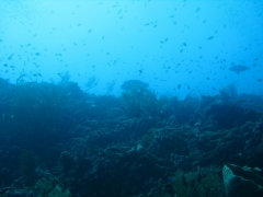 IMG_3266 Napoleon wrasse