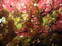 IMG_3330 Urangutan crab