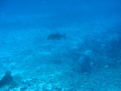 IMG_3364 Blue fin Trevally