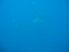 IMG_3410 Eagleray
