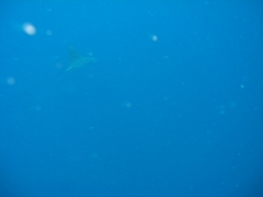 IMG_3412 Eagle ray