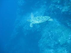 IMG_3424 Green turtle