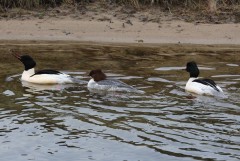 653A1323-Grote-Zaagbek