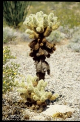 joshuatreeNP0471