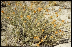 joshuatreeNP0473