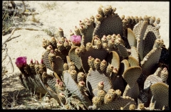 joshuatreeNP0474