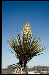 joshuatreeNP0475