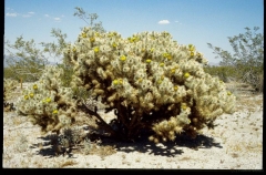 joshuatreeNP0476