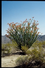 joshuatreeNP0477