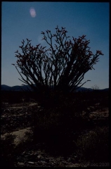 joshuatreeNP0478