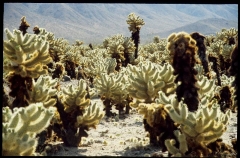 joshuatreeNP0479