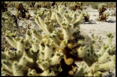 joshuatreeNP0480