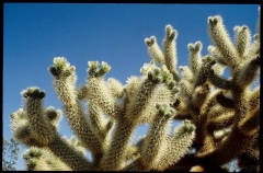 joshuatreeNP0481