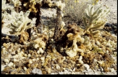 joshuatreeNP0482