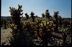 joshuatreeNP0484