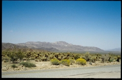 joshuatreeNP0485