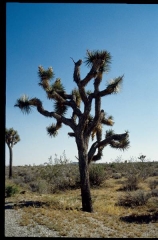 joshuatreeNP0486