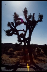 joshuatreeNP0487