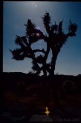 joshuatreeNP0488