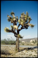 joshuatreeNP0489