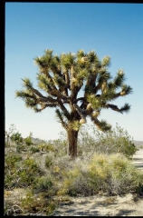 joshuatreeNP0491