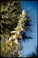 joshuatreeNP0492