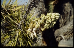 joshuatreeNP0493