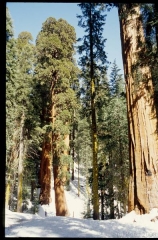 sequoia0120