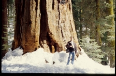 sequoia0121