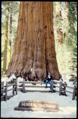 sequoia0122