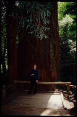 muirwoods0046