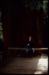 muirwoods0047