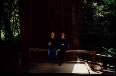 muirwoods0048